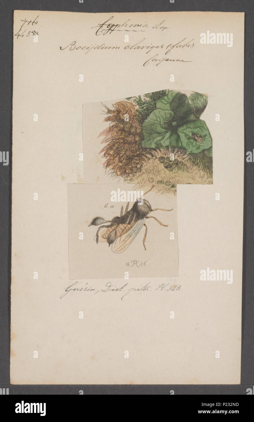 . Cyphonia 73 Cyphonia - Stampa - Iconographia Zoologica - Collezioni Speciali Università di Amsterdam - UBAINV0274 042 04 0022 Foto Stock