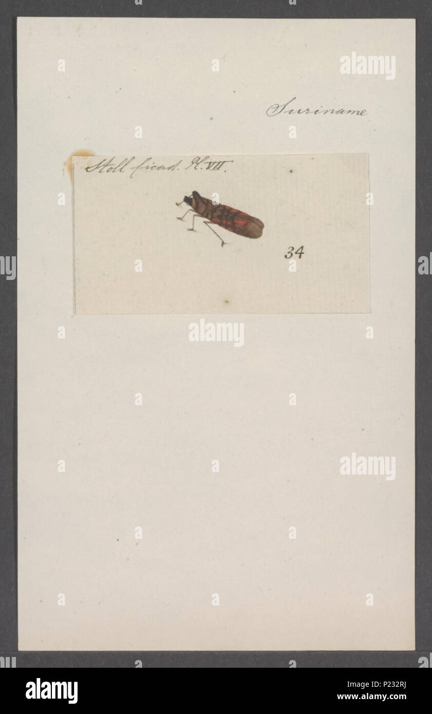 . Kend 166 Kend - Stampa - Iconographia Zoologica - Collezioni Speciali Università di Amsterdam - UBAINV0274 042 06 0030 Foto Stock