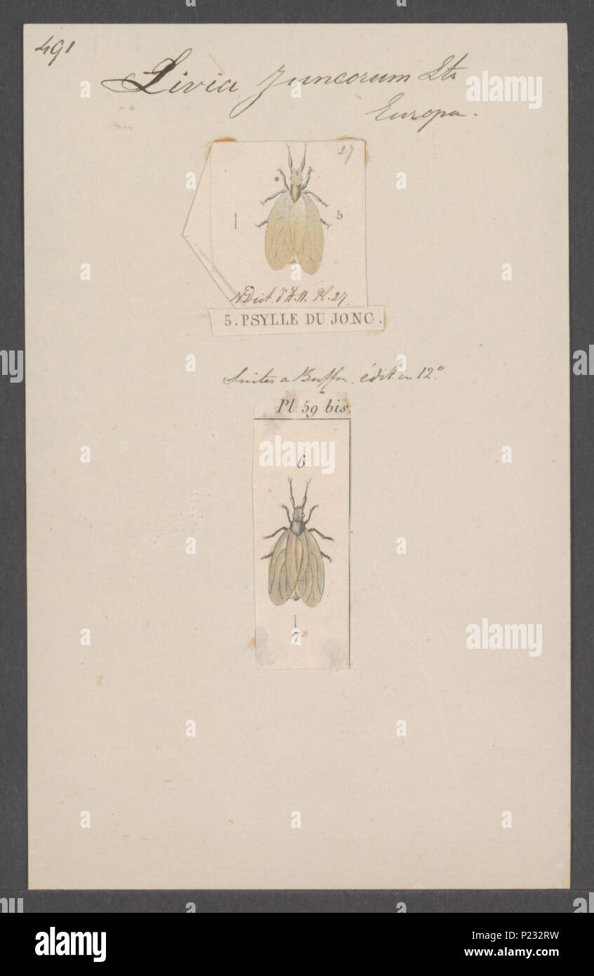 . Livia 177 Livia - Stampa - Iconographia Zoologica - Collezioni Speciali Università di Amsterdam - UBAINV0274 042 07 0005 Foto Stock