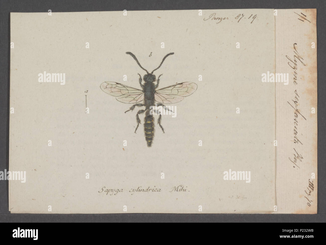 . Myzine 198 Myzine - Stampa - Iconographia Zoologica - Collezioni Speciali Università di Amsterdam - UBAINV0274 043 05 0003 Foto Stock