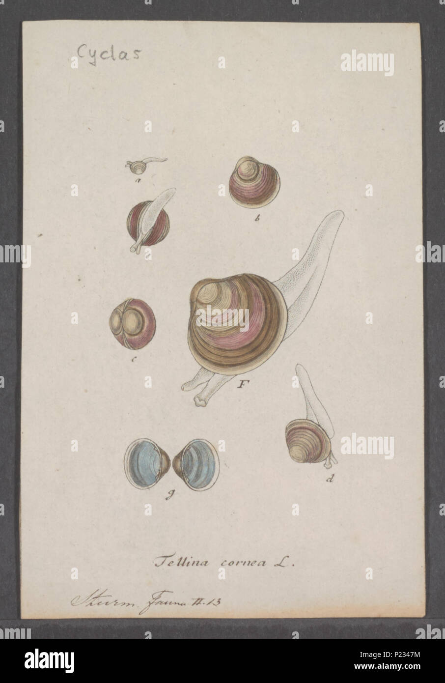 . Cyclas cornea 72 Cyclas cornea - - Stampa - Iconographia Zoologica - Collezioni Speciali Università di Amsterdam - UBAINV0274 078 06 0003 Foto Stock