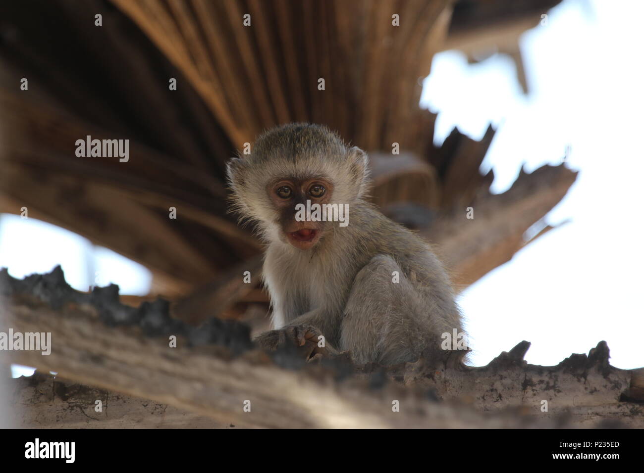 Tanzania highlights Foto Stock