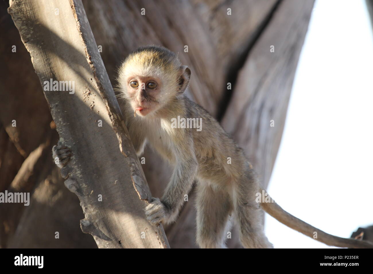 Tanzania highlights Foto Stock
