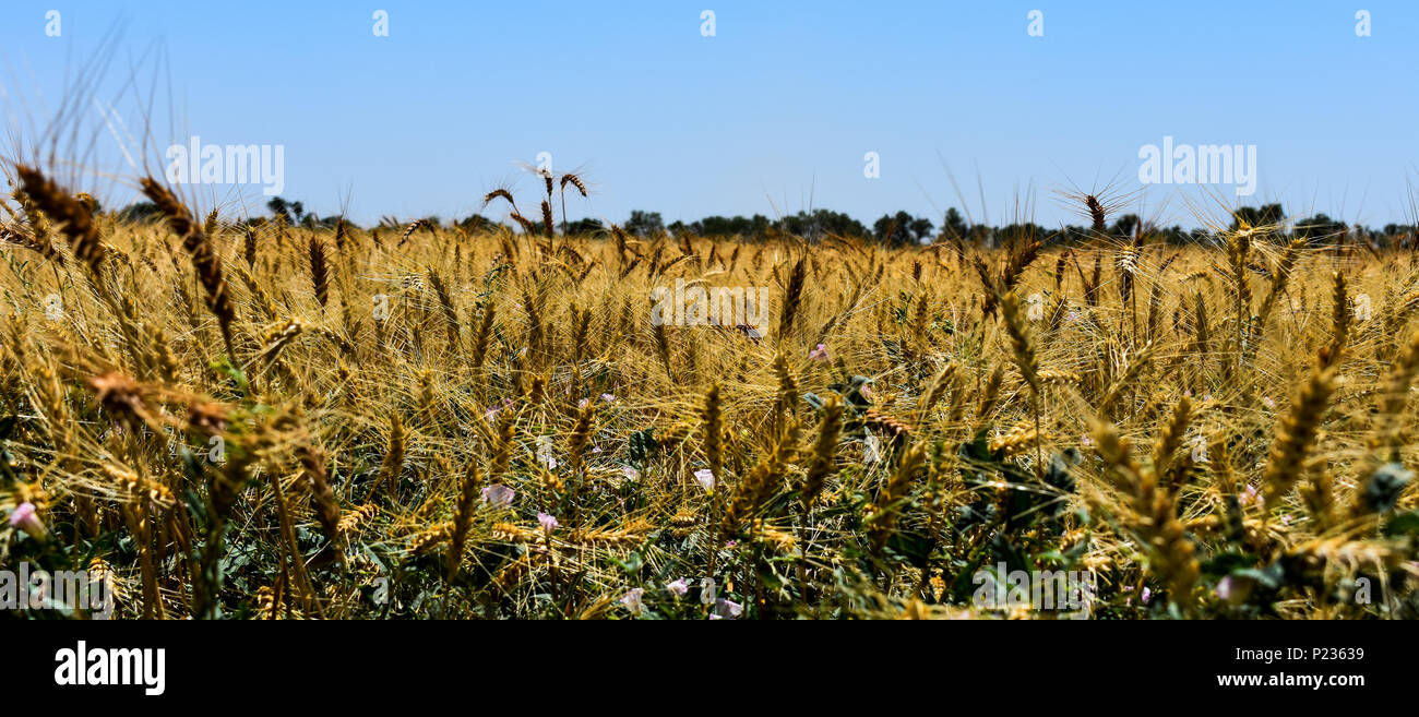 Un golden view di una calda estate campo di grano pronto per la mietitura Foto Stock