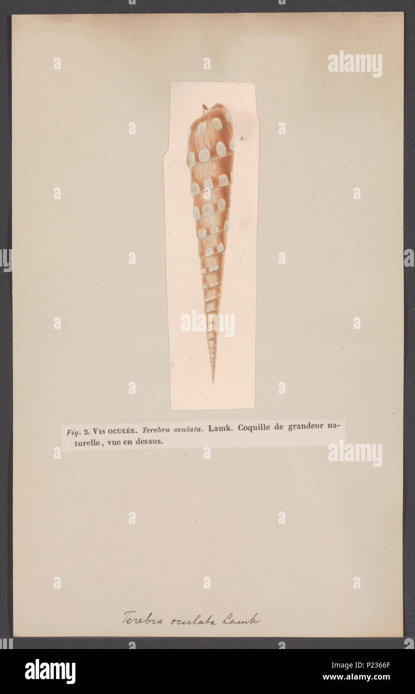 . Terebra 302 Terebra - Stampa - Iconographia Zoologica - Collezioni Speciali Università di Amsterdam - UBAINV0274 005 01 0031 Foto Stock