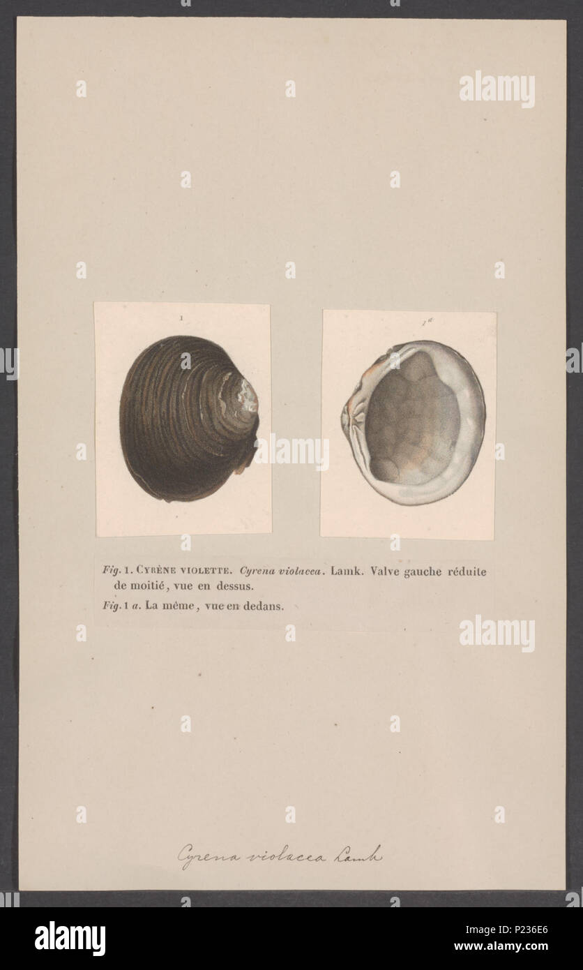 . Cyrena 74 Cyrena - Stampa - Iconographia Zoologica - Collezioni Speciali Università di Amsterdam - UBAINV0274 005 05 0077 Foto Stock