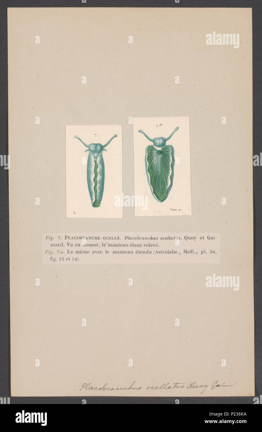 . Placobranchus ocellatus 226 Placobranchus ocellatus - - Stampa - Iconographia Zoologica - Collezioni Speciali Università di Amsterdam - UBAINV0274 005 08 0014 Foto Stock