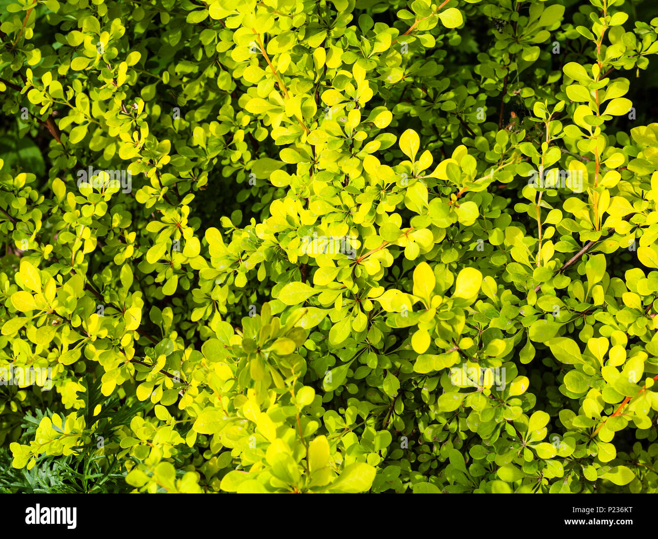 Sfondo naturale - foglie di giallo giapponese Crespino impianto (Berberis Thunbergii Aurea) in estate Foto Stock