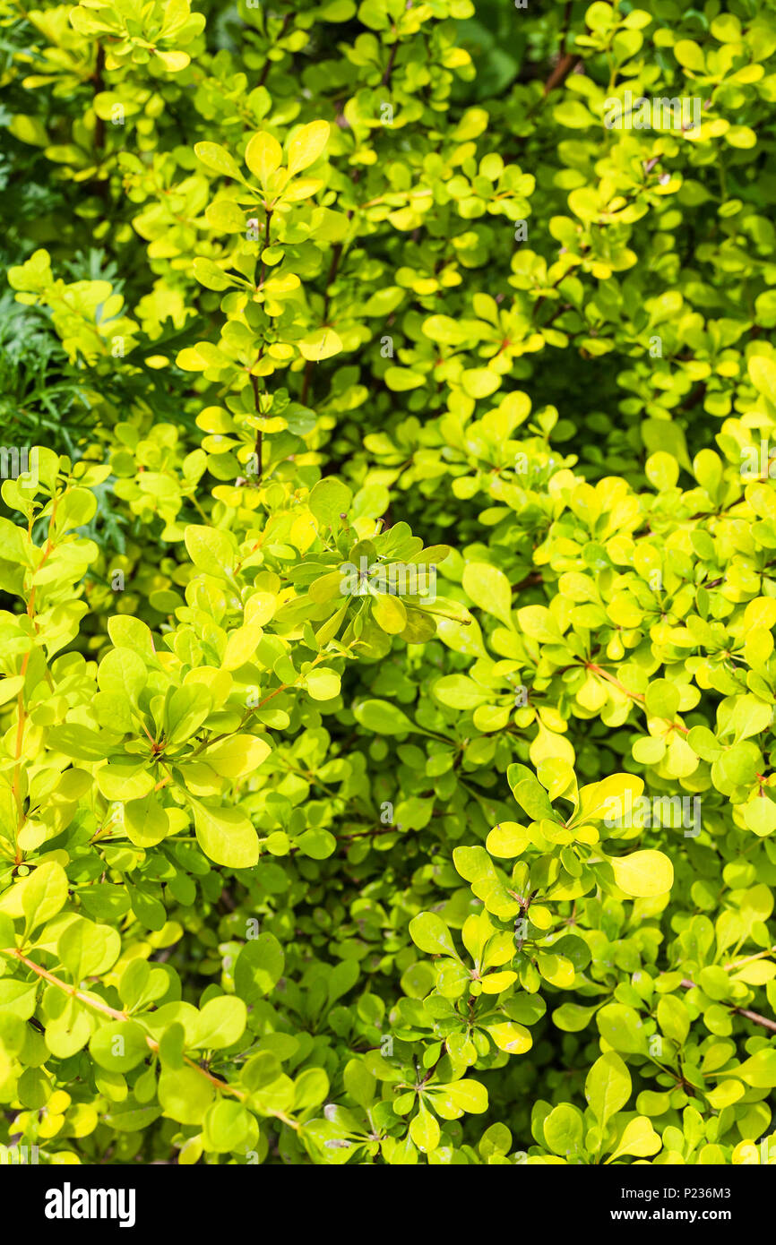 Sfondo naturale - foglie di giallo Thunbergs Crespino impianto (Berberis Thunbergii Aurea) in estate Foto Stock