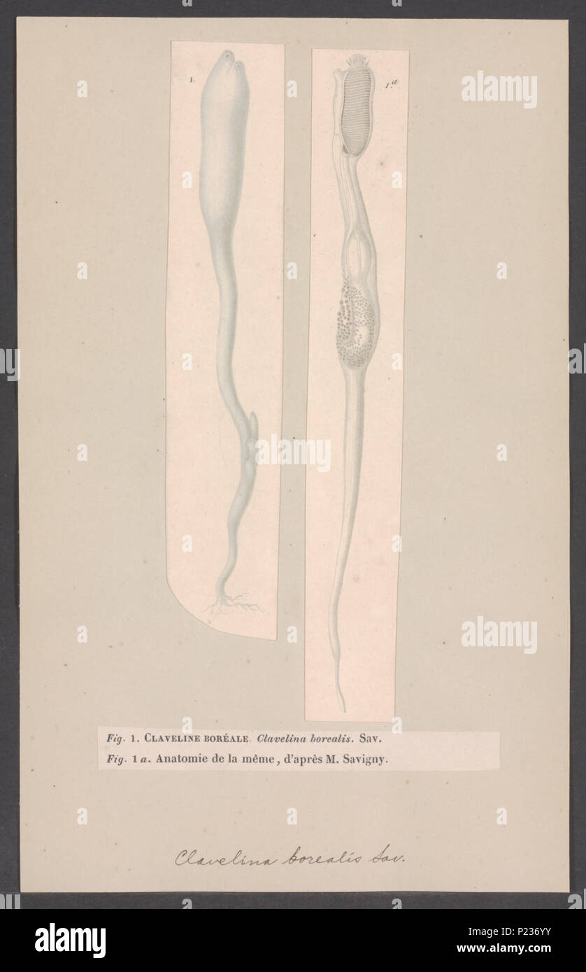 . Clavelina borealis 62 Clavelina borealis - - Stampa - Iconographia Zoologica - Collezioni Speciali Università di Amsterdam - UBAINV0274 005 12 0009 Foto Stock