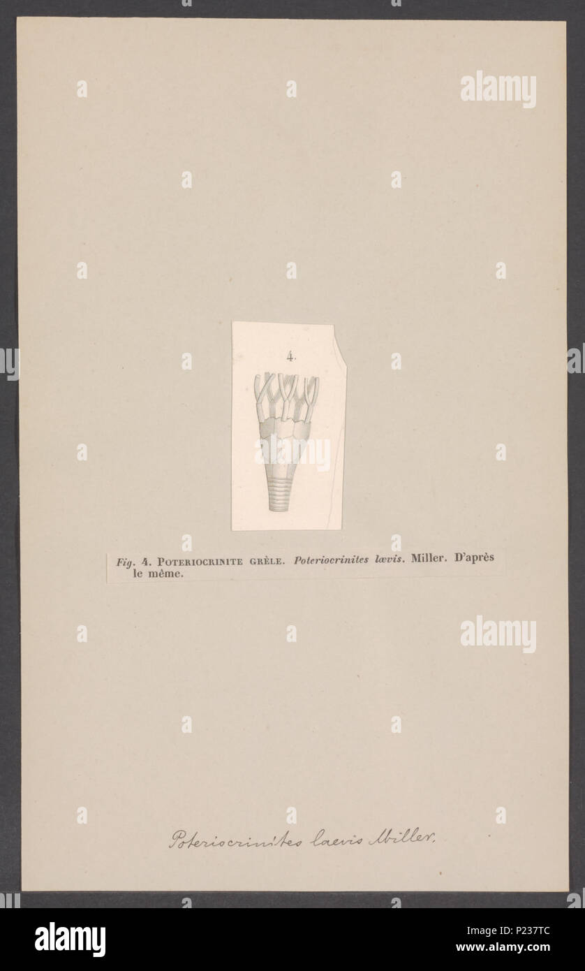 . Laevis Poteriocrinites 232 Poteriocrinites laevis - - Stampa - Iconographia Zoologica - Collezioni Speciali Università di Amsterdam - UBAINV0274 007 02 0069 Foto Stock