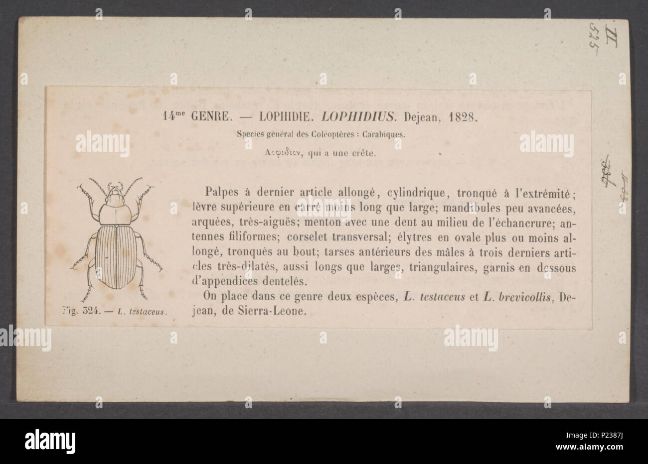 . Lophidius 177 Lophidius - Stampa - Iconographia Zoologica - Collezioni Speciali Università di Amsterdam - UBAINV0274 011 12 0129 Foto Stock