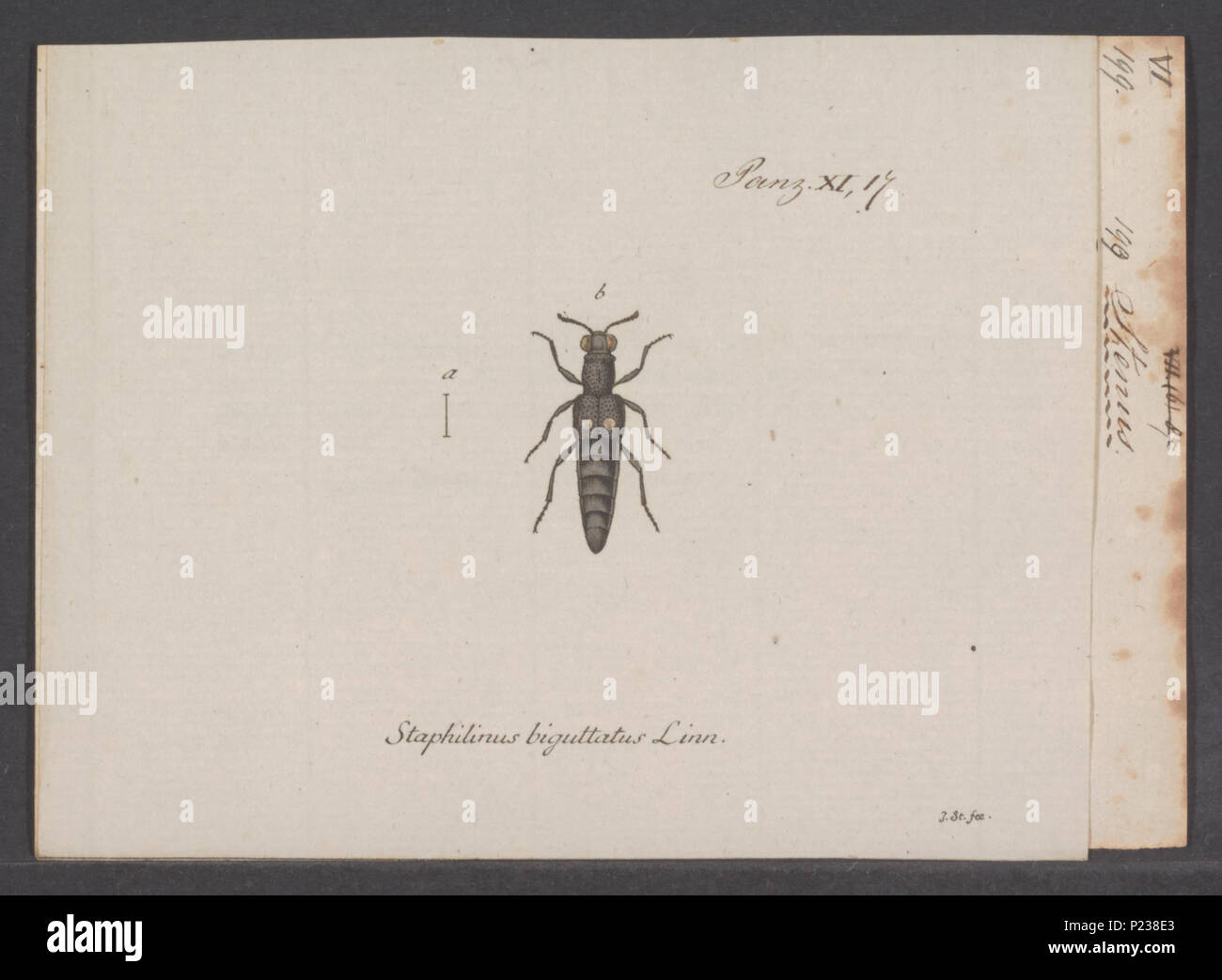 . Stenus 297 Stenus - Stampa - Iconographia Zoologica - Collezioni Speciali Università di Amsterdam - UBAINV0274 015 03 0003 Foto Stock