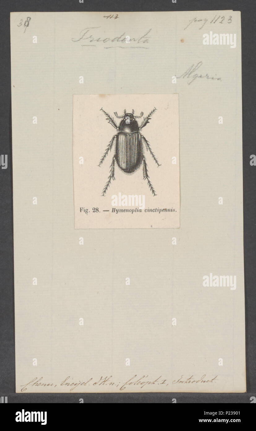 . Triodonta 308 Triodonta - Stampa - Iconographia Zoologica - Collezioni Speciali Università di Amsterdam - UBAINV0274 020 03 0029 Foto Stock