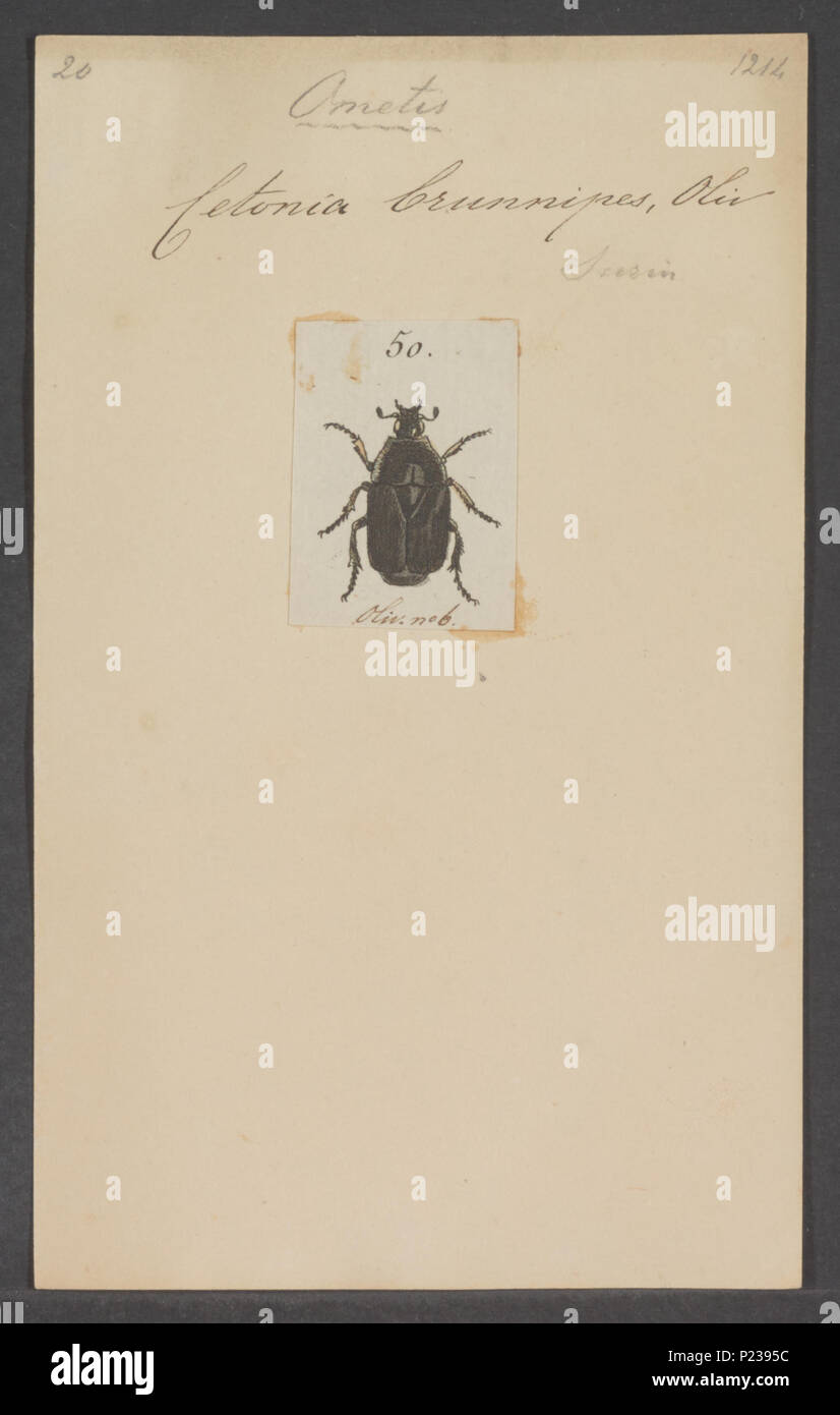 . Ometis 211 Ometis - Stampa - Iconographia Zoologica - Collezioni Speciali Università di Amsterdam - UBAINV0274 021 02 0002 Foto Stock