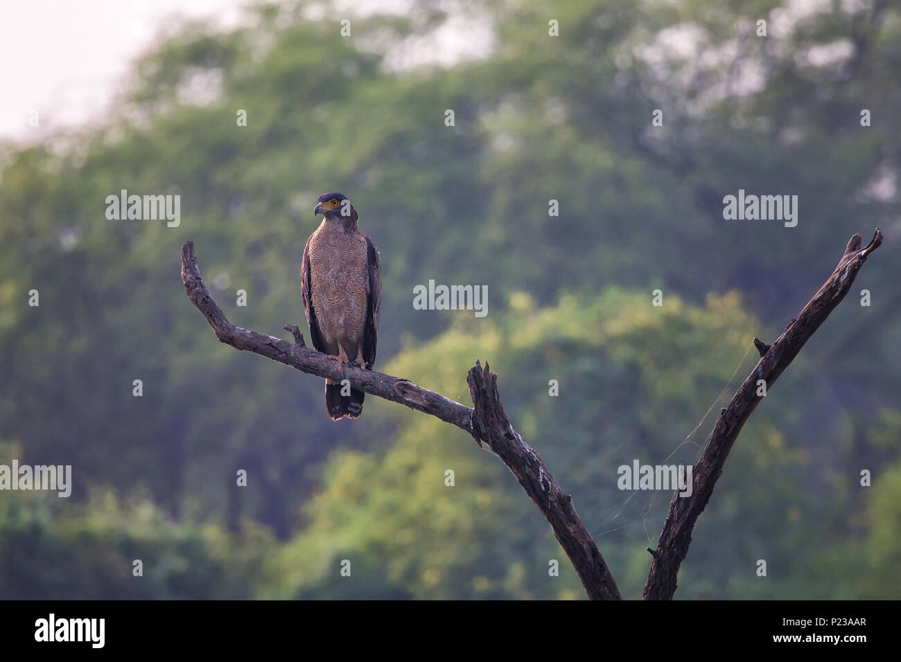 Crested Eagle serpente (Spilornis cheela)seduto su un albero in Keoladeo Ghana National Park, Bharatpur, India. Il parco è stato dichiarato protetto sanctua Foto Stock