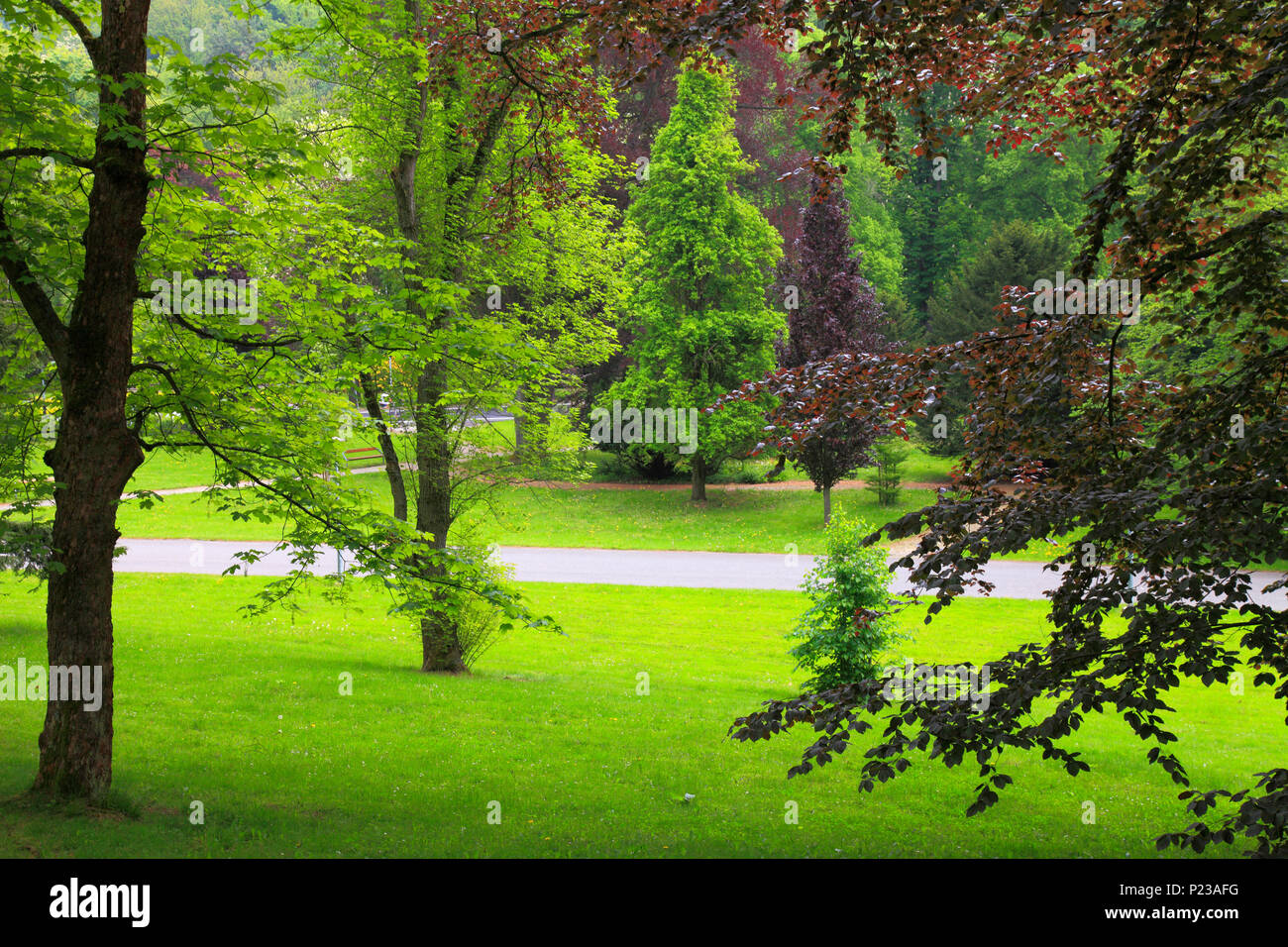Repubblica Ceca, Karlovy Vary, parco, alberi, Foto Stock