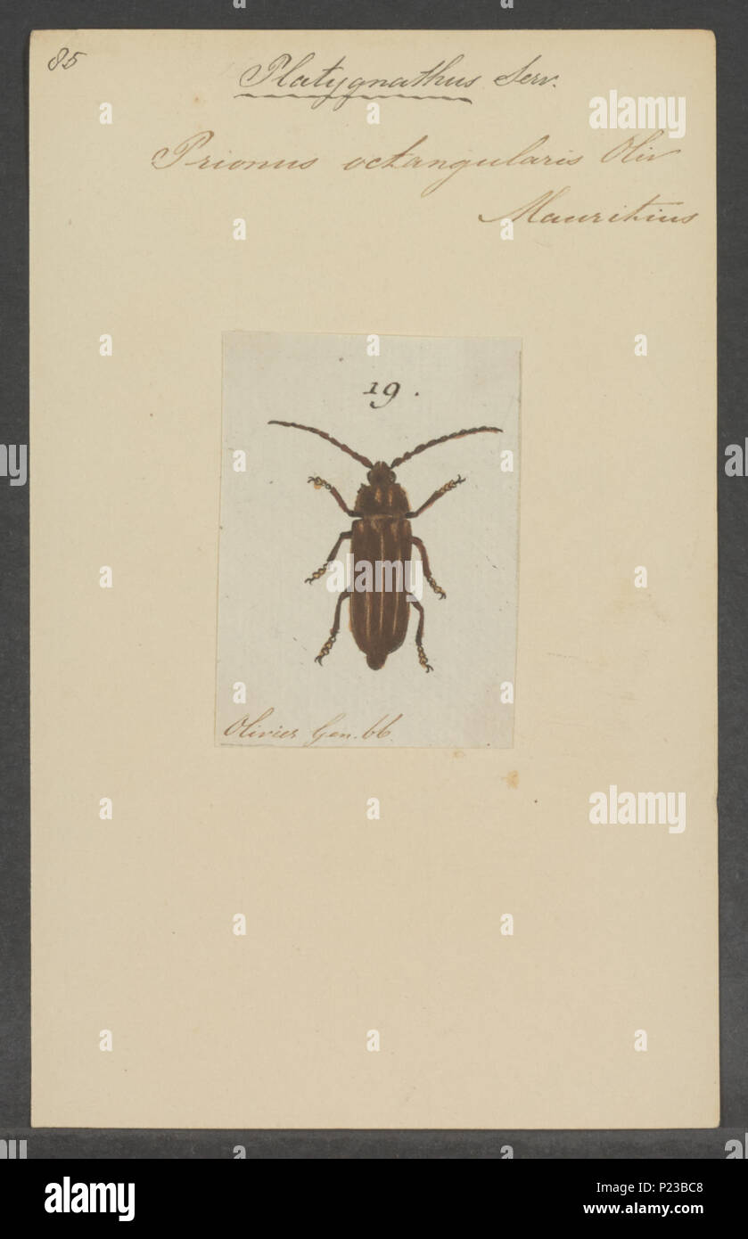 . Platygnathus 227 Platygnathus - Stampa - Iconographia Zoologica - Collezioni Speciali Università di Amsterdam - UBAINV0274 032 05 0002 Foto Stock