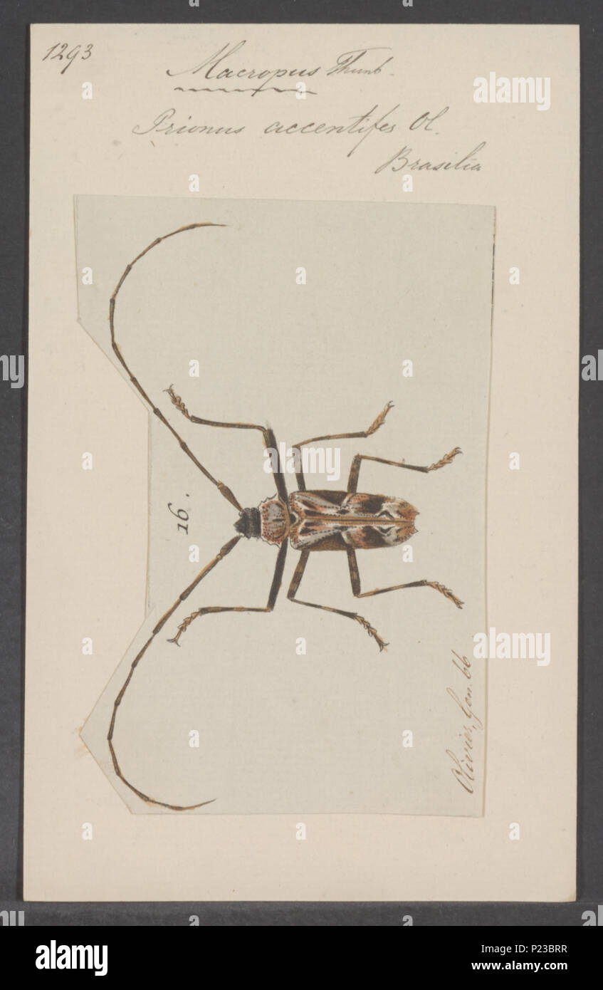 . Macropus 180 Macropus - Stampa - Iconographia Zoologica - Collezioni Speciali Università di Amsterdam - UBAINV0274 034 23 0010 Foto Stock