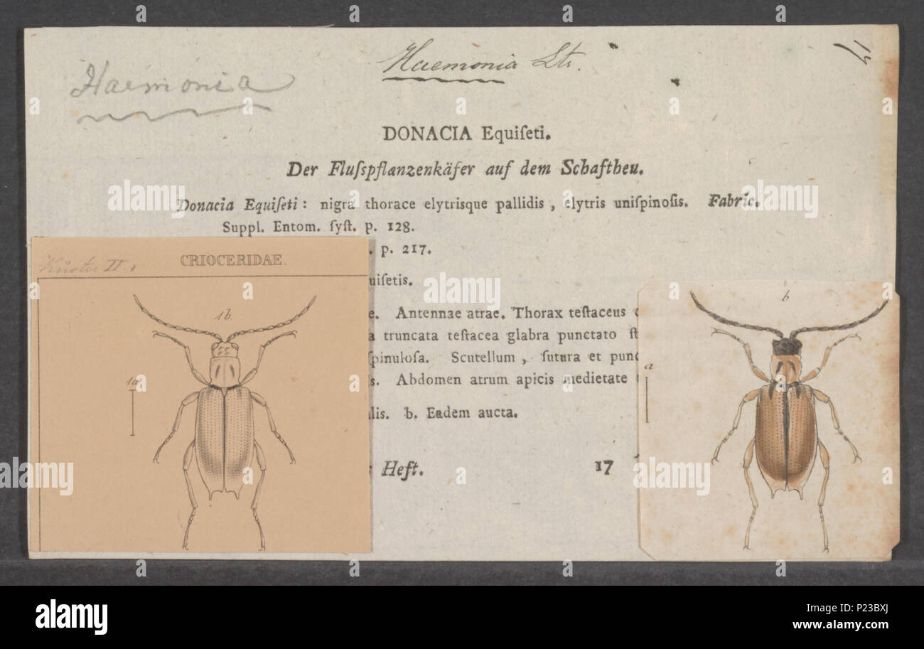 . Haemonia 143 Haemonia - Stampa - Iconographia Zoologica - Collezioni Speciali Università di Amsterdam - UBAINV0274 035 02 0038 Foto Stock