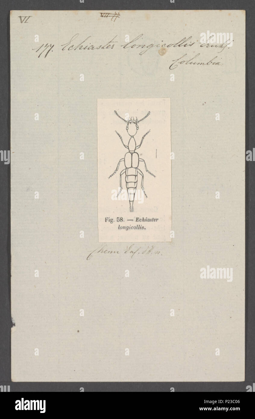 . Echiaster 113 Echiaster - Stampa - Iconographia Zoologica - Collezioni Speciali Università di Amsterdam - UBAINV0274 015 01 0024 Foto Stock