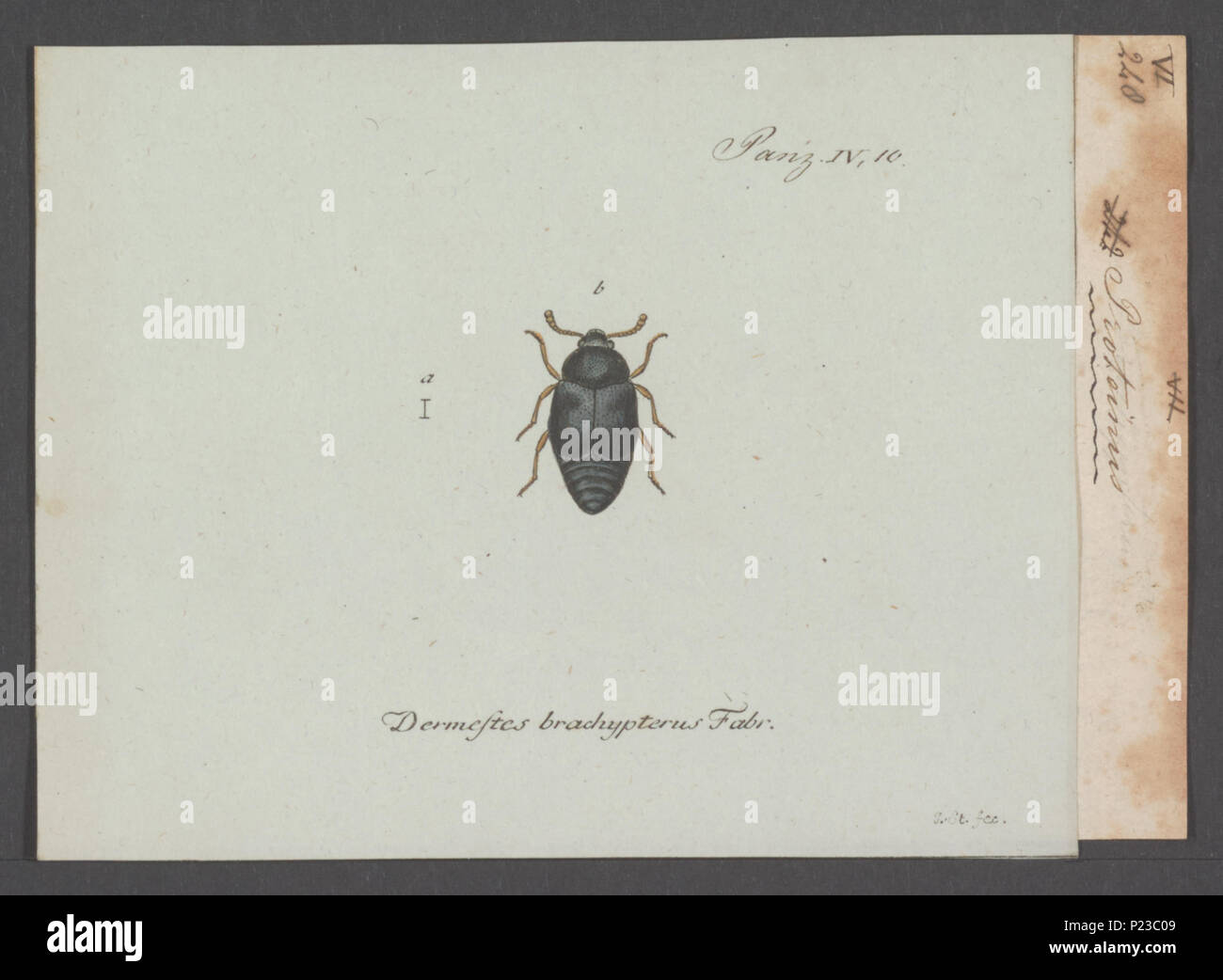 . Protinus 270 Protinus - Stampa - Iconographia Zoologica - Collezioni Speciali Università di Amsterdam - UBAINV0274 015 06 0003 Foto Stock