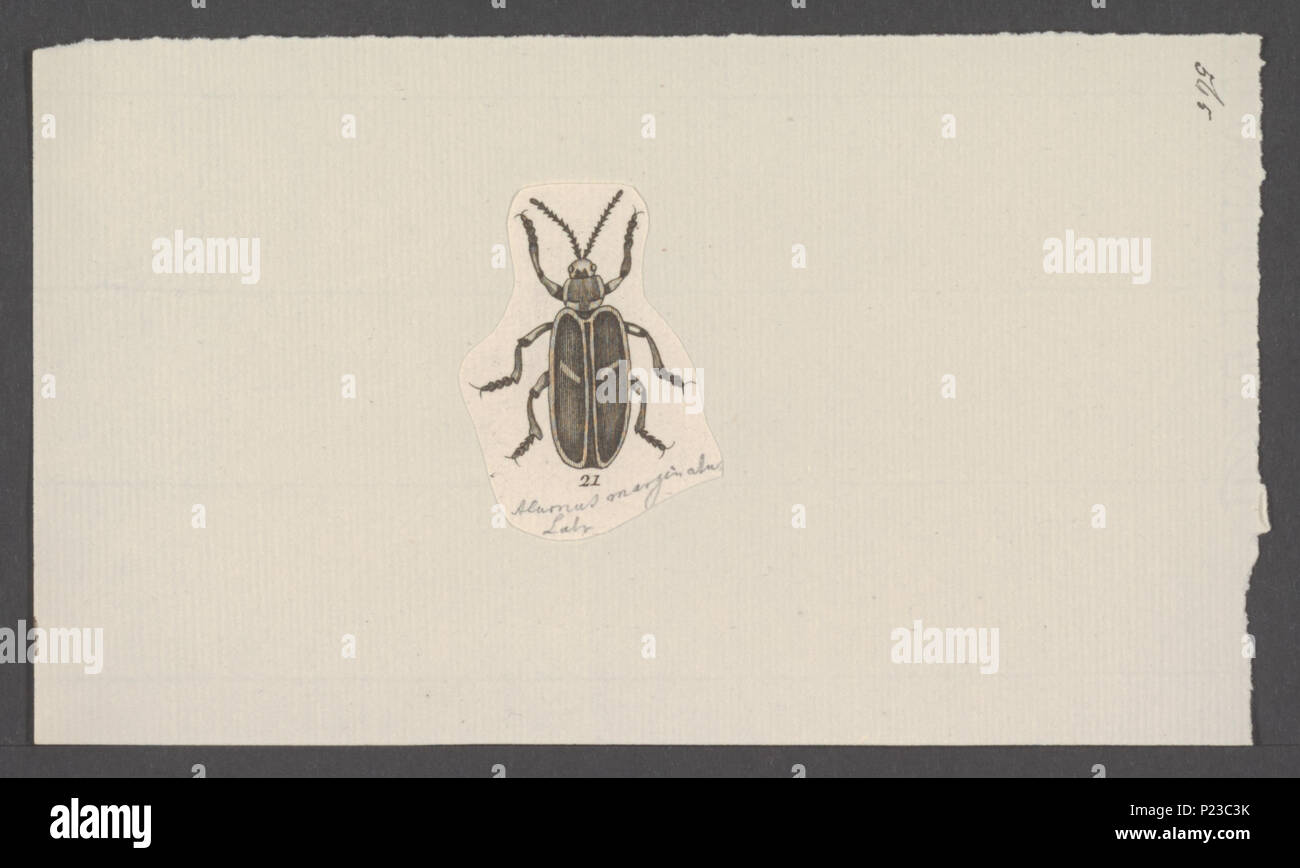 . Alurnus 15 Alurnus - Stampa - Iconographia Zoologica - Collezioni Speciali Università di Amsterdam - UBAINV0274 036 18 0004 Foto Stock