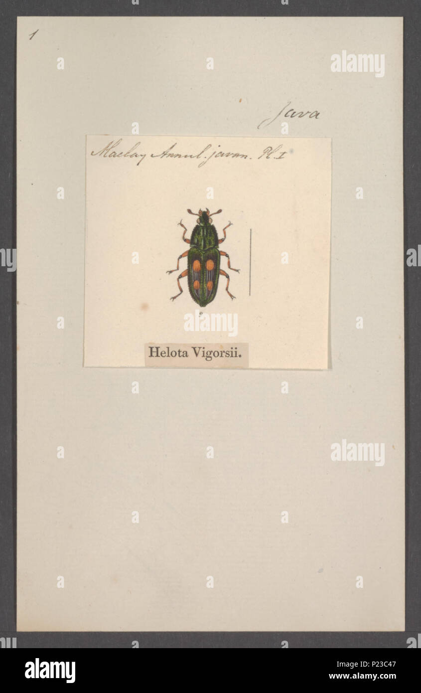 . Helota 146 Helota - Stampa - Iconographia Zoologica - Collezioni Speciali Università di Amsterdam - UBAINV0274 037 02 0002 Foto Stock