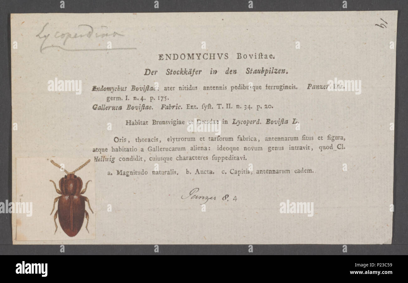 . Lycoperdina 179 Lycoperdina - Stampa - Iconographia Zoologica - Collezioni Speciali Università di Amsterdam - UBAINV0274 037 07 0003 Foto Stock