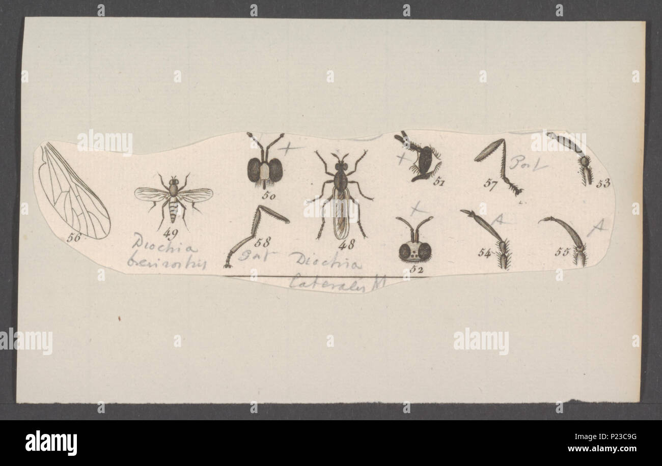 . Dioctria 82 Dioctria - Stampa - Iconographia Zoologica - Collezioni Speciali Università di Amsterdam - UBAINV0274 038 07 0002 Foto Stock