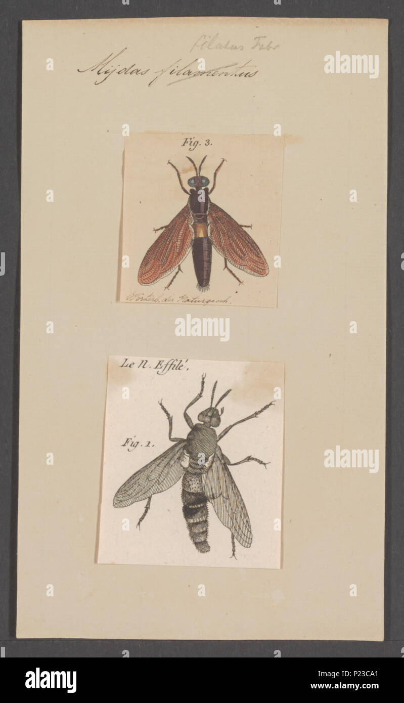 . Midas 193 Midas - Stampa - Iconographia Zoologica - Collezioni Speciali Università di Amsterdam - UBAINV0274 038 07 0030 Foto Stock