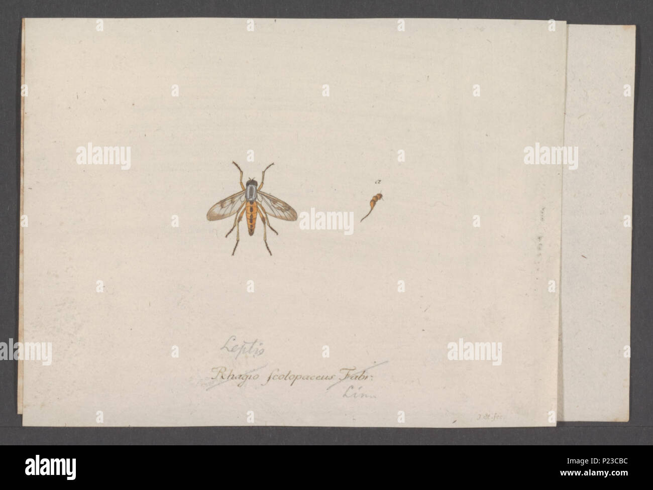 . Leptis 174 Leptis - Stampa - Iconographia Zoologica - Collezioni Speciali Università di Amsterdam - UBAINV0274 038 12 0003 Foto Stock