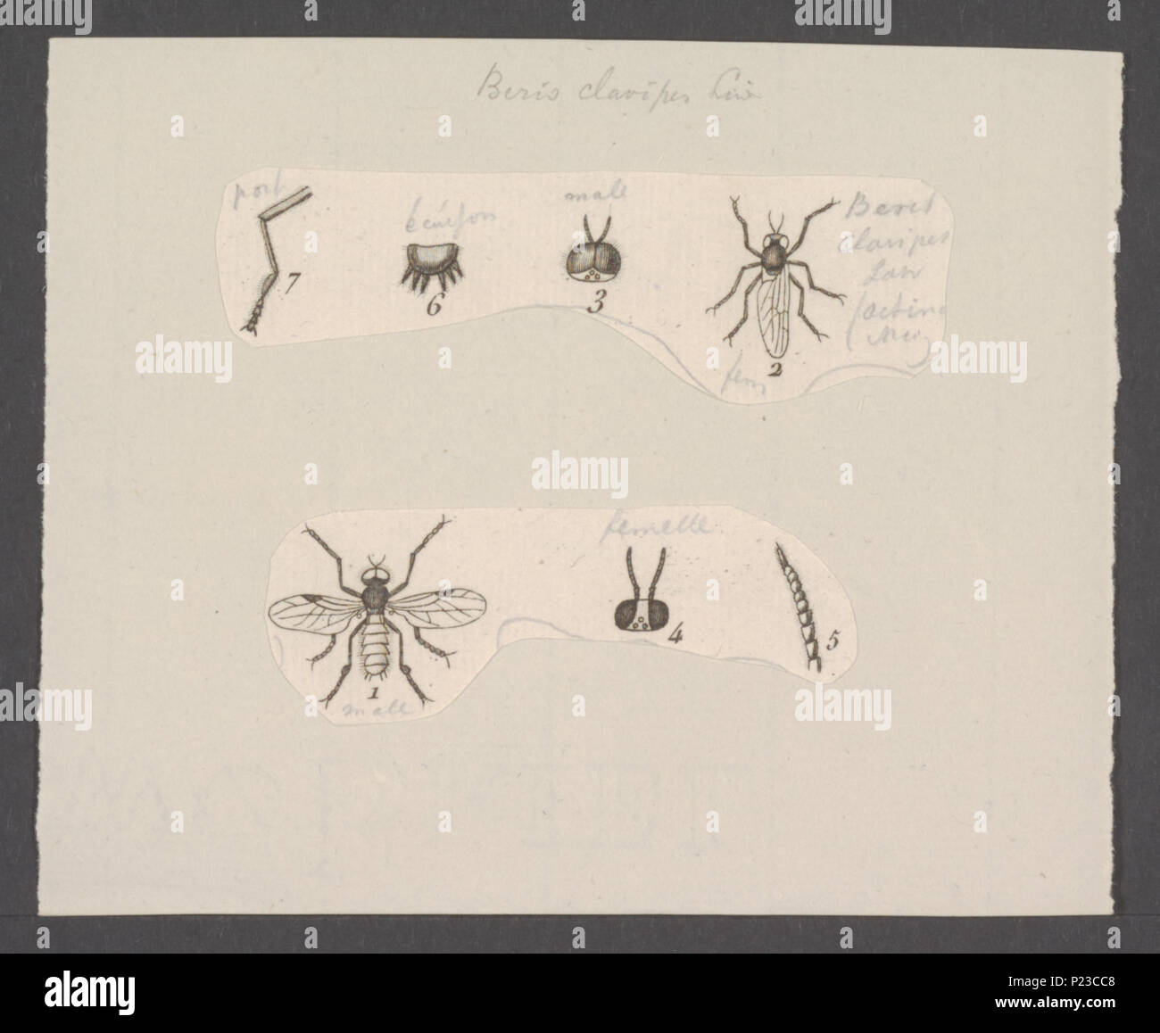 . Beris 31 Beris - Stampa - Iconographia Zoologica - Collezioni Speciali Università di Amsterdam - UBAINV0274 039 01 0011 Foto Stock