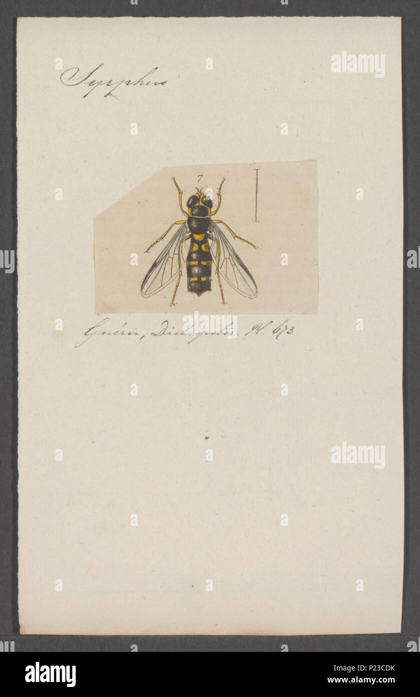 . Syrphus 300 Syrphus - Stampa - Iconographia Zoologica - Collezioni Speciali Università di Amsterdam - UBAINV0274 039 02 0069 Foto Stock