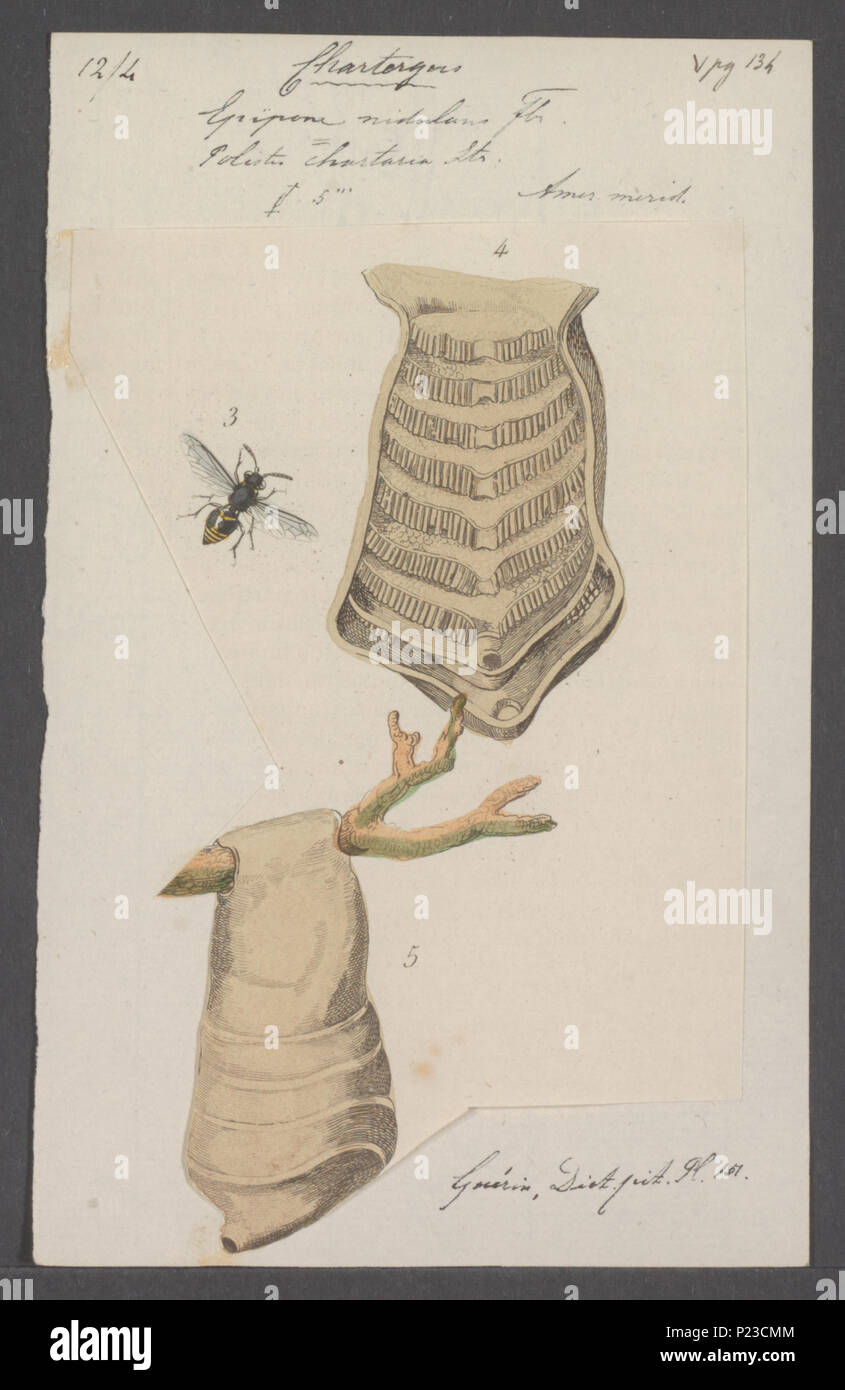 . Chartergus 59 Chartergus - Stampa - Iconographia Zoologica - Collezioni Speciali Università di Amsterdam - UBAINV0274 044 03 0037 Foto Stock