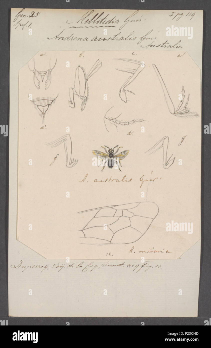 . Mellitidia 192 Mellitidia - Stampa - Iconographia Zoologica - Collezioni Speciali Università di Amsterdam - UBAINV0274 045 05 0053 Foto Stock