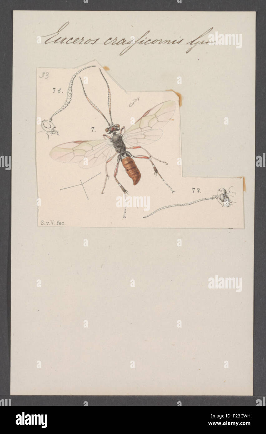 . Euceros 120 Euceros - Stampa - Iconographia Zoologica - Collezioni Speciali Università di Amsterdam - UBAINV0274 046 03 0045 Foto Stock