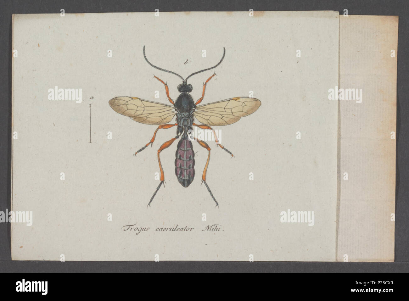 . Trogus 311 Trogus - Stampa - Iconographia Zoologica - Collezioni Speciali Università di Amsterdam - UBAINV0274 046 06 0004 Foto Stock