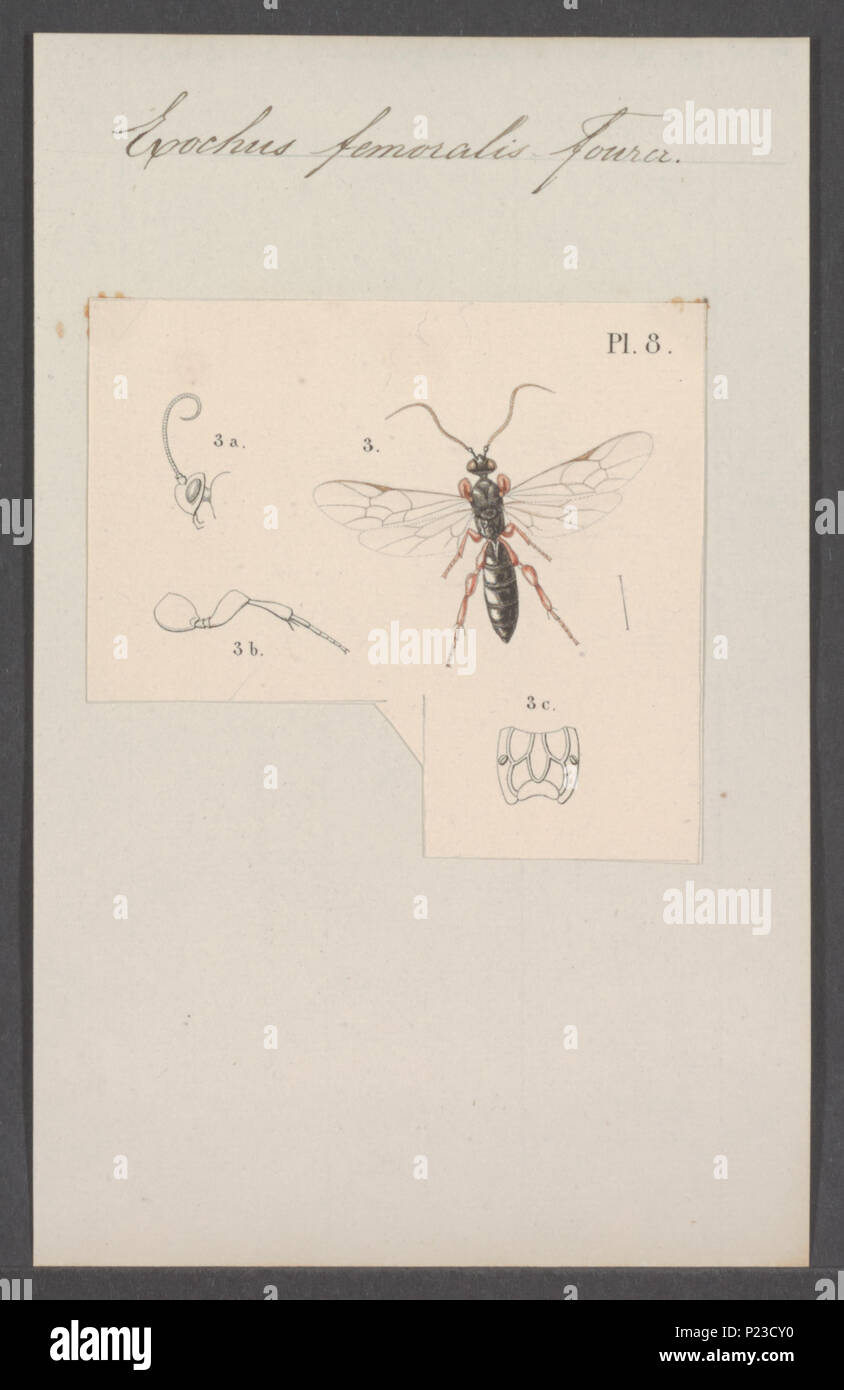 . Exochus 122 Exochus - Stampa - Iconographia Zoologica - Collezioni Speciali Università di Amsterdam - UBAINV0274 046 06 0109 Foto Stock