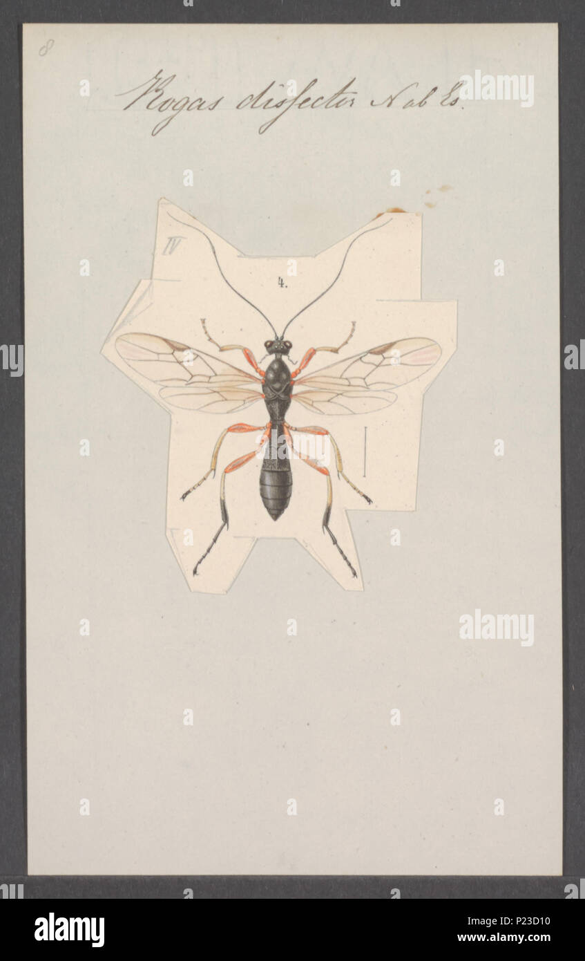 . Rogas 278 Rogas - Stampa - Iconographia Zoologica - Collezioni Speciali Università di Amsterdam - UBAINV0274 046 08 0015 Foto Stock