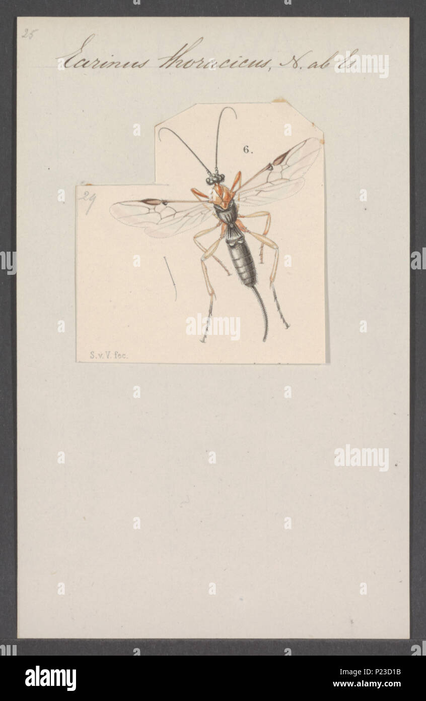 . Microdus 193 Microdus - Stampa - Iconographia Zoologica - Collezioni Speciali Università di Amsterdam - UBAINV0274 046 08 0045 Foto Stock
