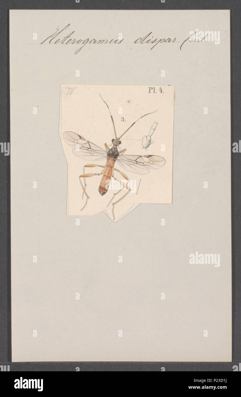 . Heterogamus 148 Heterogamus - Stampa - Iconographia Zoologica - Collezioni Speciali Università di Amsterdam - UBAINV0274 046 08 0052 Foto Stock