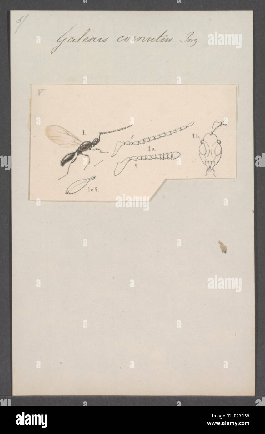 . Galesus 131 Galesus - Stampa - Iconographia Zoologica - Collezioni Speciali Università di Amsterdam - UBAINV0274 047 01 0009 Foto Stock