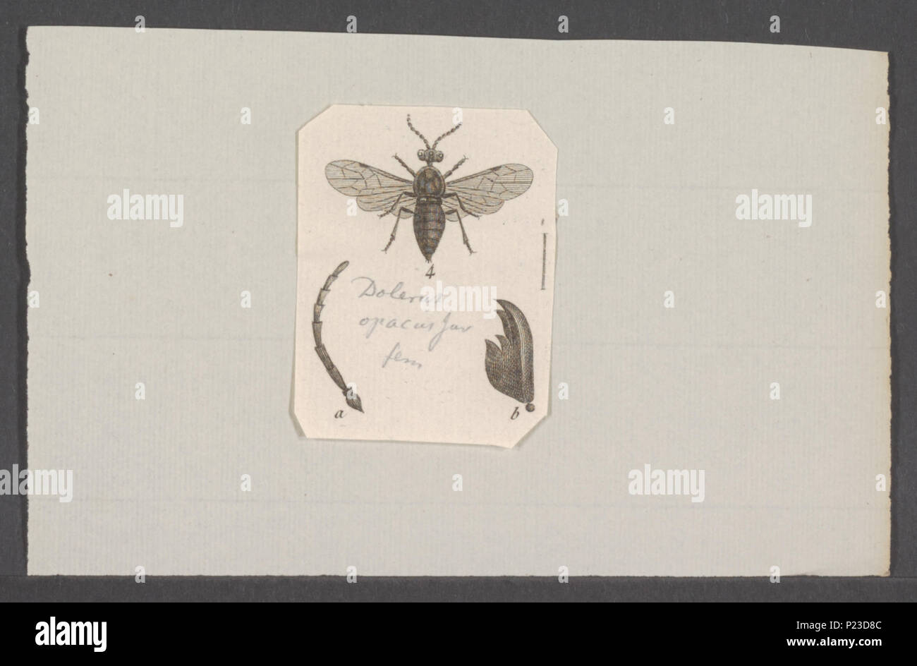 . Dolerus 83 Dolerus - Stampa - Iconographia Zoologica - Collezioni Speciali Università di Amsterdam - UBAINV0274 047 06 0106 Foto Stock