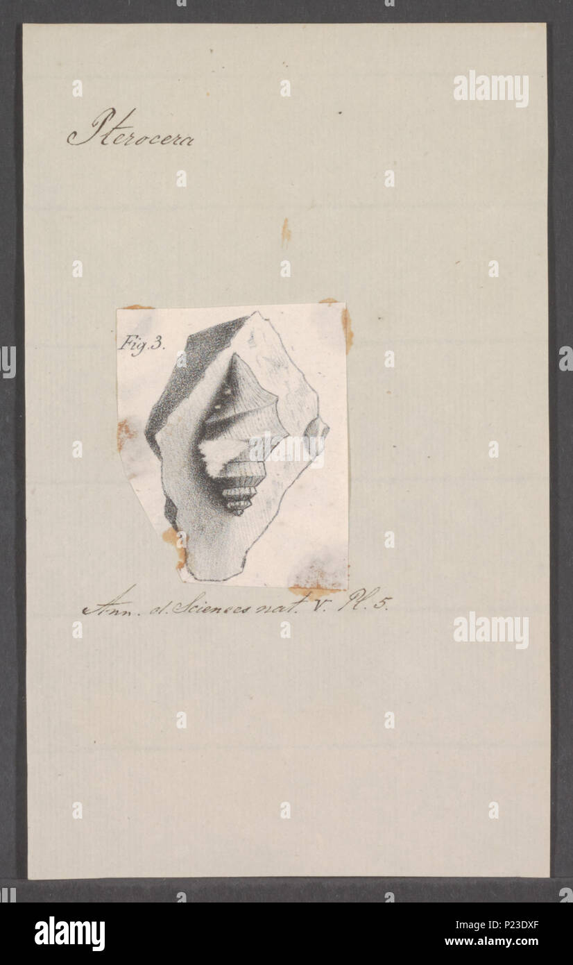 . Pterocera spec 272 Pterocera spec. - - Stampa - Iconographia Zoologica - Collezioni Speciali Università di Amsterdam - UBAINV0274 074 04 0014 Foto Stock