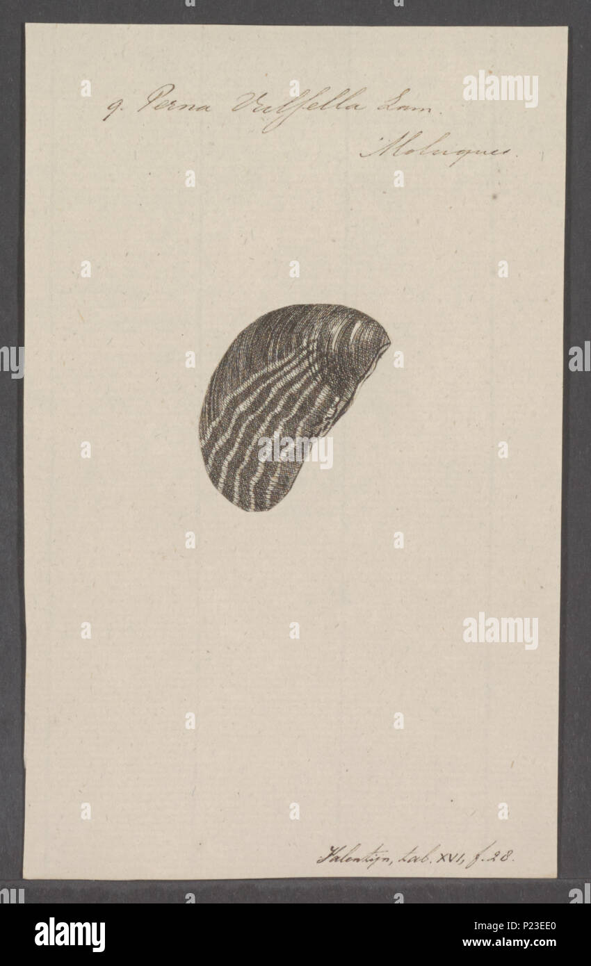 . Perna vulsella 221 Perna vulsella - - Stampa - Iconographia Zoologica - Collezioni Speciali Università di Amsterdam - UBAINV0274 075 06 0011 Foto Stock