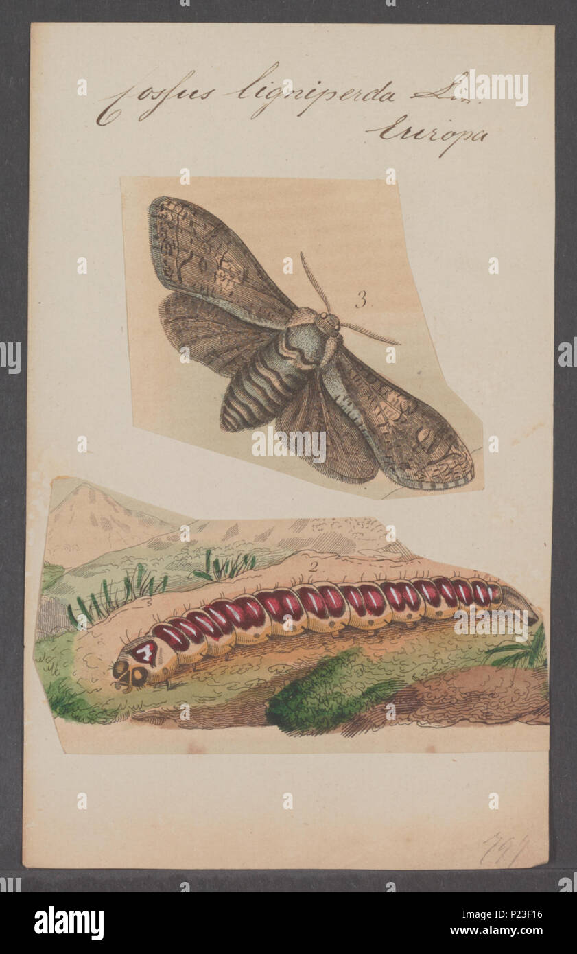 . 69 Cossus Cossus - Stampa - Iconographia Zoologica - Collezioni Speciali Università di Amsterdam - UBAINV0274 055 08 0002 Foto Stock