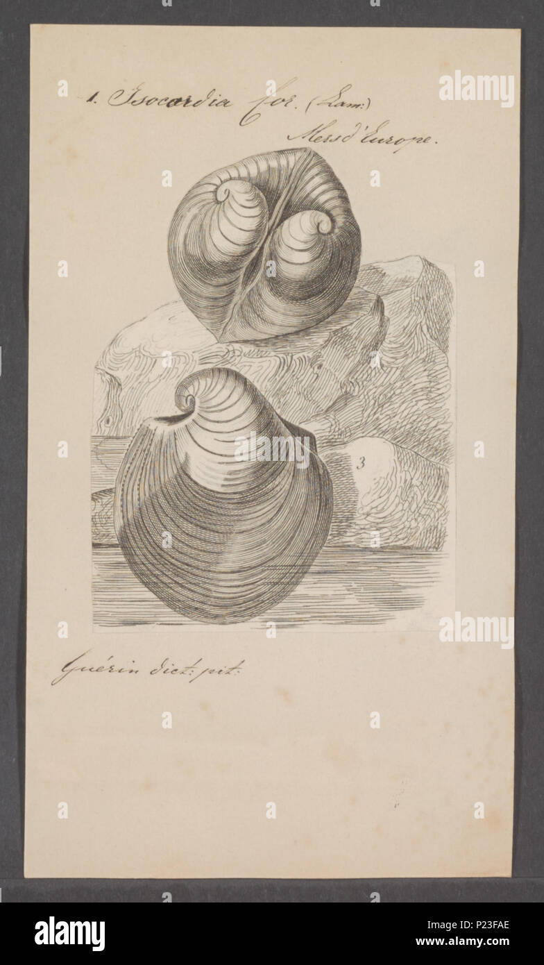 . Isocardia cor 157 Isocardia cor - - Stampa - Iconographia Zoologica - Collezioni Speciali Università di Amsterdam - UBAINV0274 077 08 0003 Foto Stock