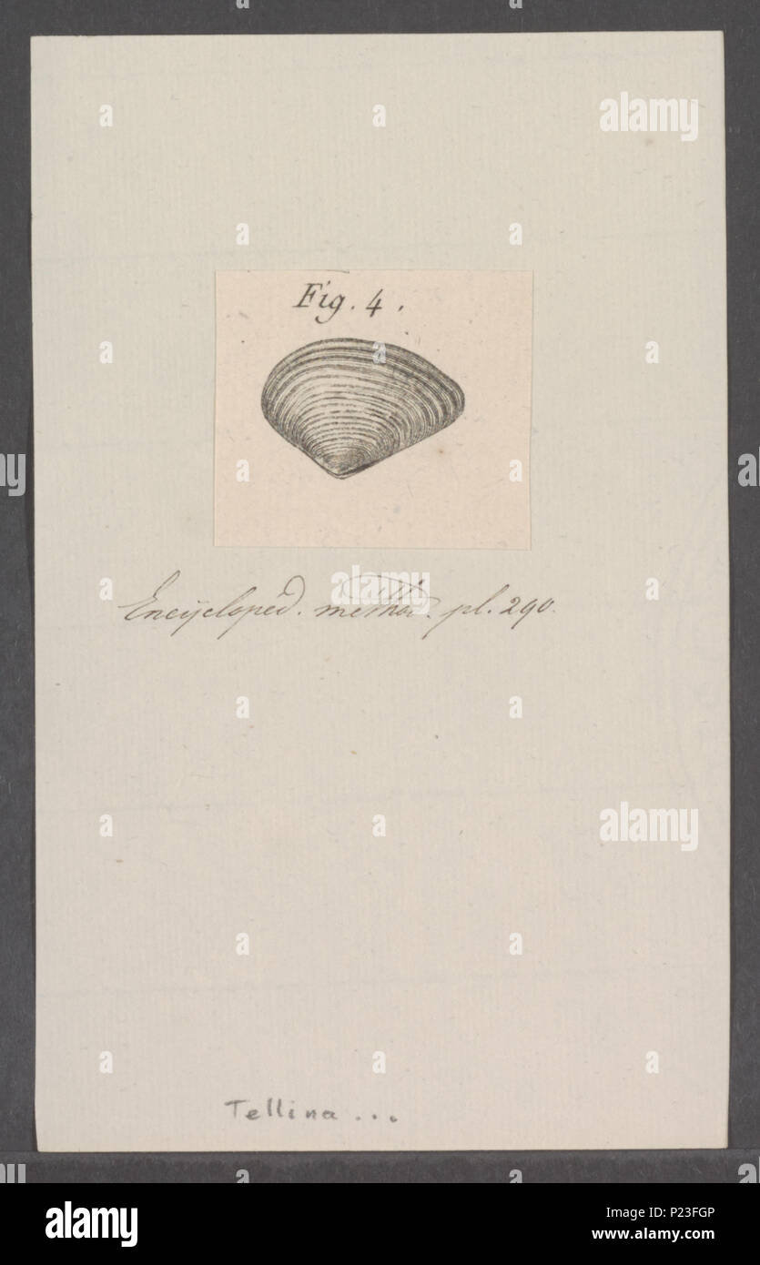 . Tellina spec 302 Tellina spec. - - Stampa - Iconographia Zoologica - Collezioni Speciali Università di Amsterdam - UBAINV0274 079 01 0038 Foto Stock