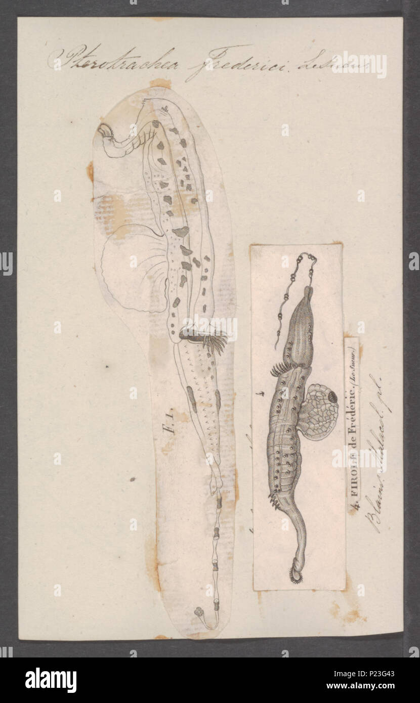 . Pterotrachea frederici 273 Pterotrachea frederici - - Stampa - Iconographia Zoologica - Collezioni Speciali Università di Amsterdam - UBAINV0274 080 12 0009 Foto Stock